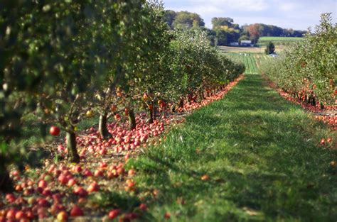 The Apple Orchard of Forgotten Dreams – A Whimsical Tale of Intergenerational Bonds and Culinary Secrets!